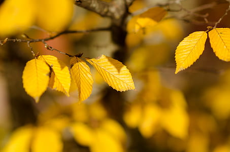 yellow leaves thumbnail