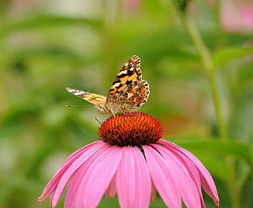 selective focus photography of white, black, and brown butterfly perched on pink zinnia flower thumbnail