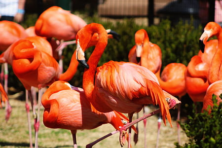 flock of flamingo beside hedge at daytime thumbnail