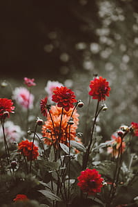 selective color photography of red flower thumbnail