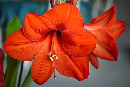 micro lens photo of orange flowers thumbnail