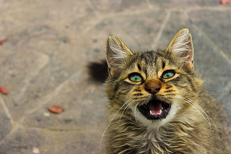 animal, pet, cute, kitten thumbnail