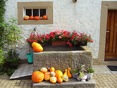 pumpkin lot thumbnail
