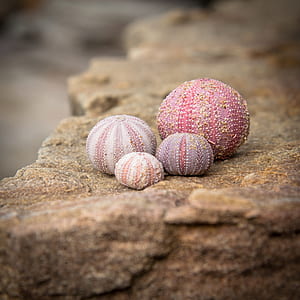 oval purple eggs thumbnail