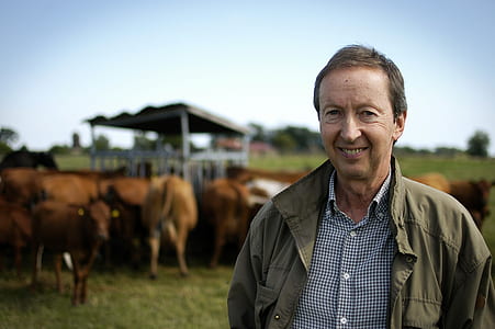 man standing near cows thumbnail