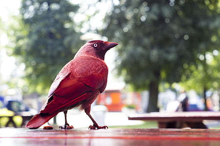 red bird on wooden table thumbnail