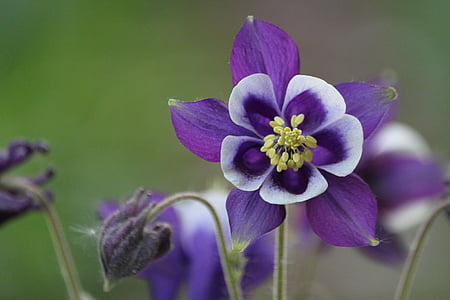 selective focus photography of purple flowers thumbnail