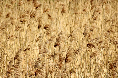 close-up photo brown grass during daytime thumbnail