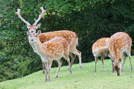 clan of reindeer on forest during daytime thumbnail