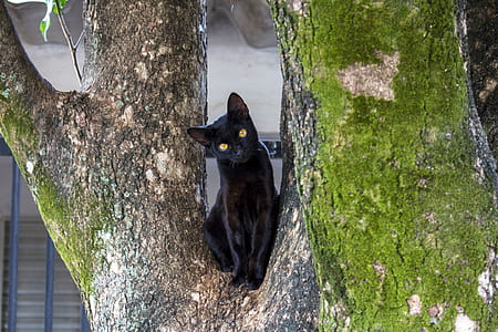 black cat on tree thumbnail