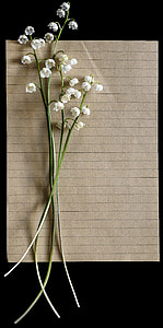 white petaled flowers thumbnail