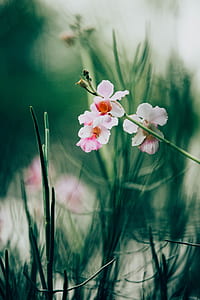 closeup photo of pink orchids thumbnail