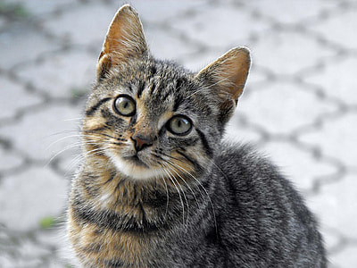 black Tabby cat in closeup photography thumbnail