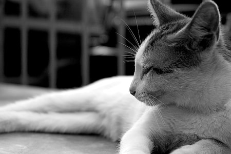 Cat, Black And White thumbnail