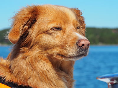 adult red Finnish spitz outdoor thumbnail