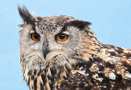 shallow focus photography of owl thumbnail