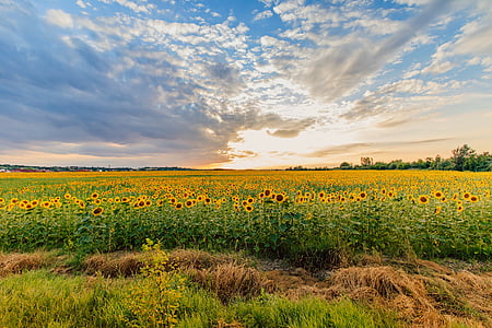sunflower field under cloudy sky during daytime thumbnail