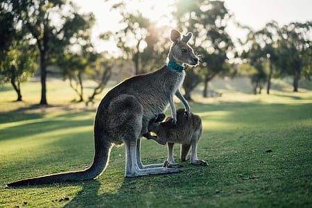kangaroo and joey on grass field thumbnail