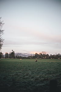group of animals on grass field thumbnail