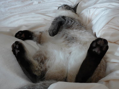 Siamese cat lying on comforter thumbnail
