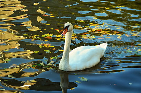 swan on body of water thumbnail