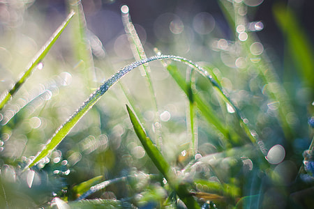 Cool Dew thumbnail