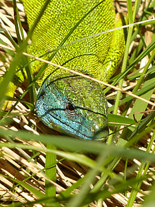 Emerald Lizard, European Green Lizard thumbnail