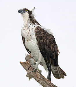 brown and white hawk on brown tree branch during daytime thumbnail