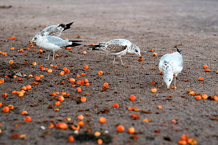 seagull eating red berries on grey sand thumbnail