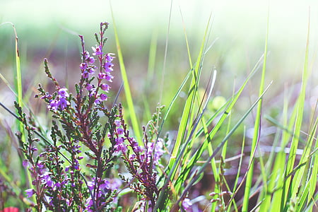 purple petaled flowers near grass thumbnail