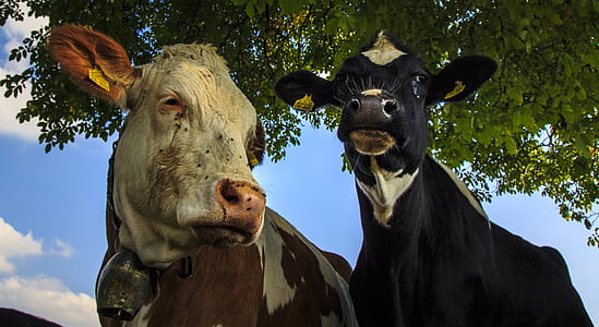 black and white cows standing near tree during daytime thumbnail