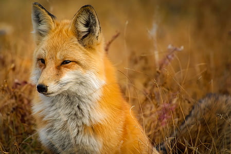 fox on grass thumbnail