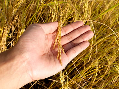Person Holding Wheat thumbnail