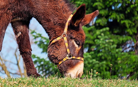 donkey eating grass under clear sky thumbnail