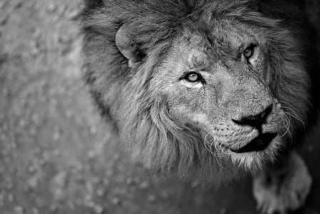 gray scale lion thumbnail