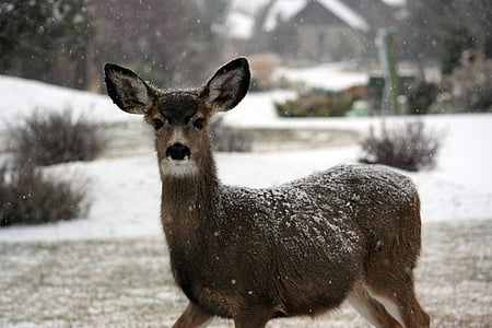 standing doe with snow flakes on fur thumbnail