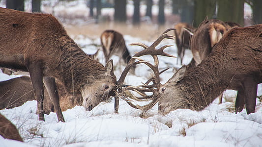 two fighting bucks thumbnail
