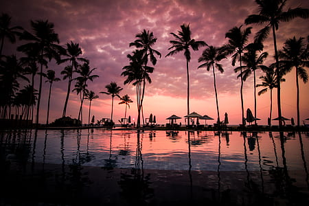 Coconut Palm Tress Beside Calm Lake Silhouette thumbnail