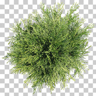 Tree Plant Shrub, tree top view, green leafed plant PNG clipart