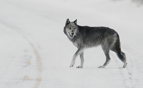 tilt shift lens photography of gray wolf thumbnail