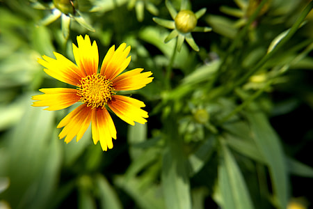 Yellow And Orange Flower Bloom, Garden thumbnail