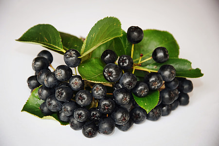 blackberries photo thumbnail