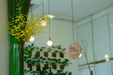 light, flowers, house, architecture thumbnail