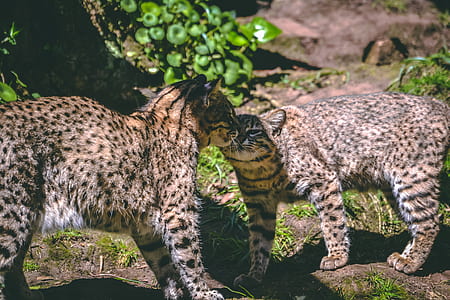 two brown and black cheetahs thumbnail