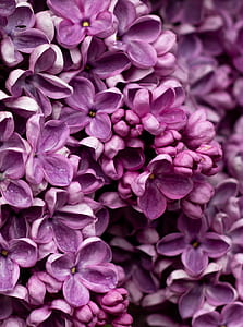 close-up photography of pink petaled flowers thumbnail