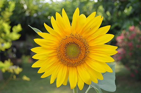 yellow flower thumbnail
