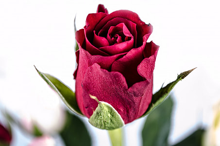 red rose flower thumbnail