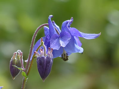 selective focus photography of purple columbine flower in bloom thumbnail