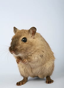 brown mouse thumbnail