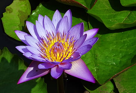 close-up photography of lotus flower thumbnail
